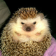 Illustration for article titled Help me choose a prickle pic!